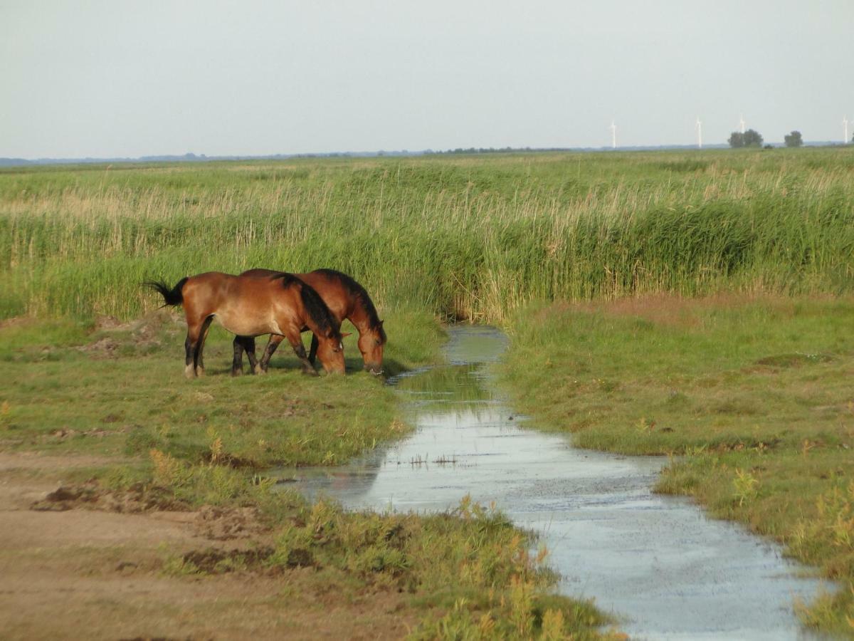 Zacisze Domki Letniskowe Karsibor ชวีโนวิชแจ ภายนอก รูปภาพ